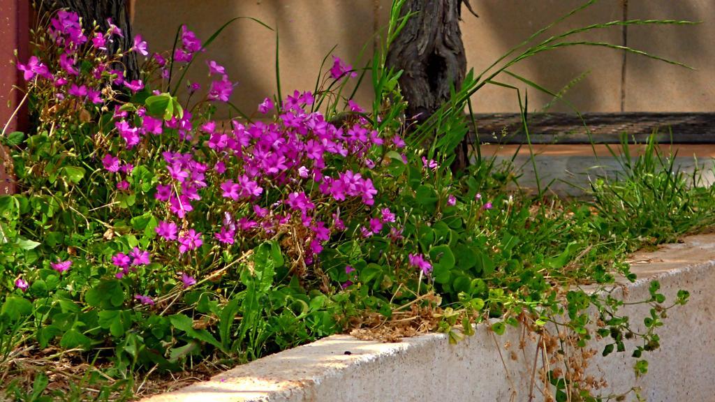 Apartments Garden Monsena Rovinj Kültér fotó